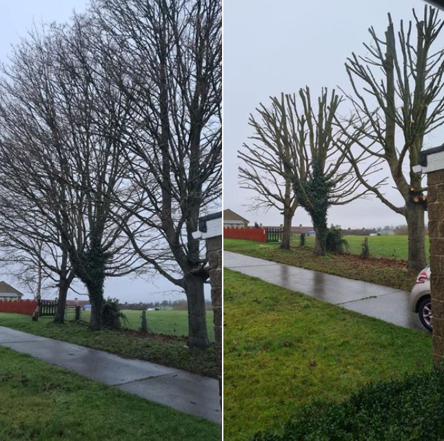before and after tree surgery