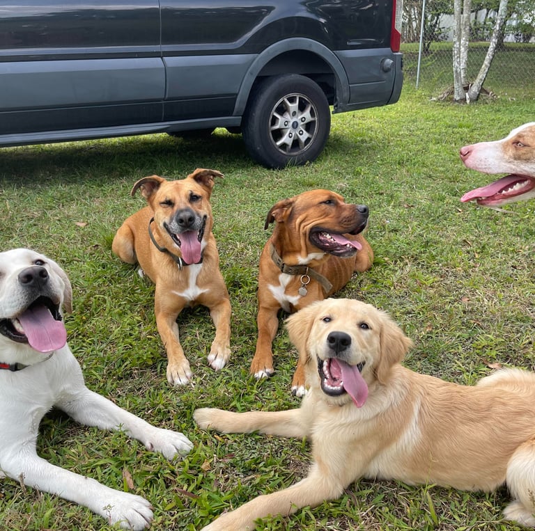 Happy dogs playing at BarkBnB dog daycare in Sacramento