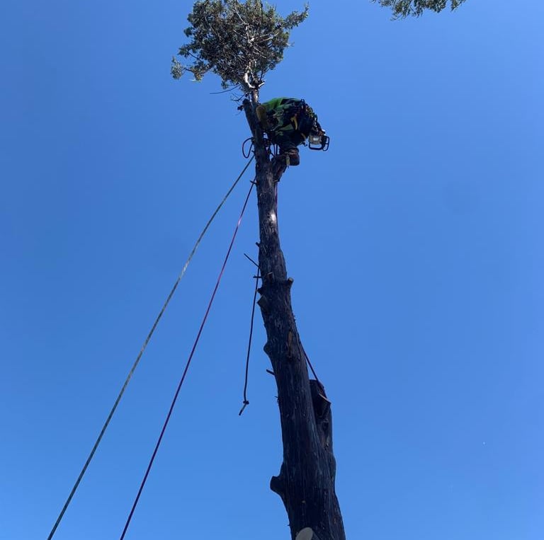 Arborist is climbing a tree with ropes to remove it