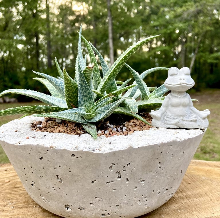 A green aloe succulent plant in a concrete pot with a small meditating frog statue.