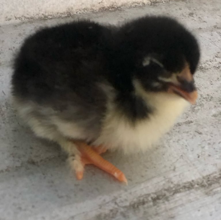 BLACK COPPER MARAN CHICK
