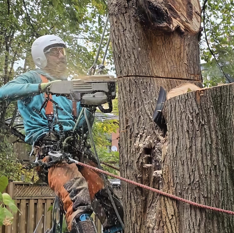 A professional arborist in safety gear uses a chainsaw to cut a large tree trunk while suspended by climbing ropes.