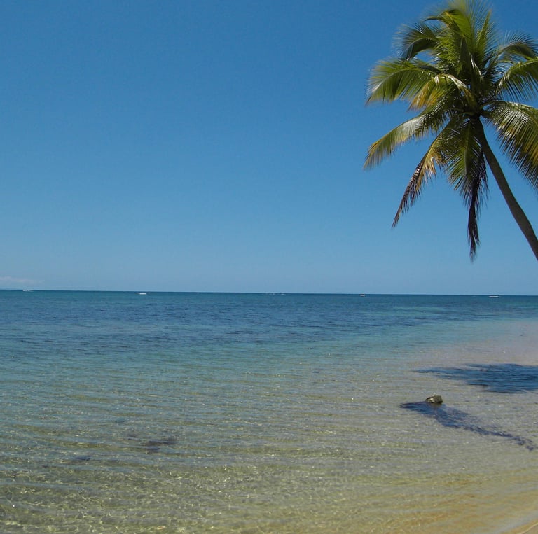 Leaning coconut palm overhanging the sea;Cocotero inclinado que se extiende sobre el mar