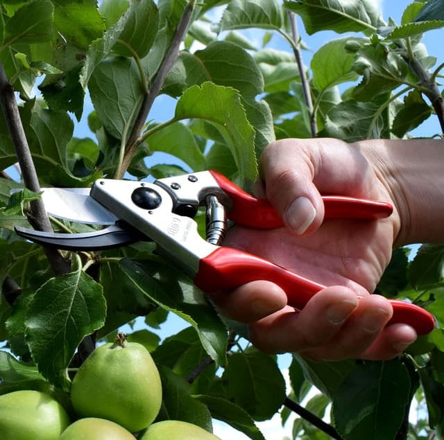 Prořezávání ovocných stromů Olomouc, Prostějov, Přerov