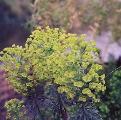 Spurge plants with yellow flowers in a shady garden