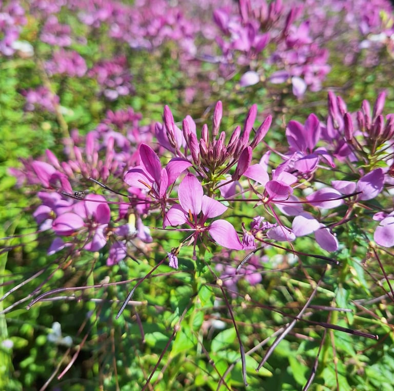 a bunch of pink Cleome blooms in garden beds