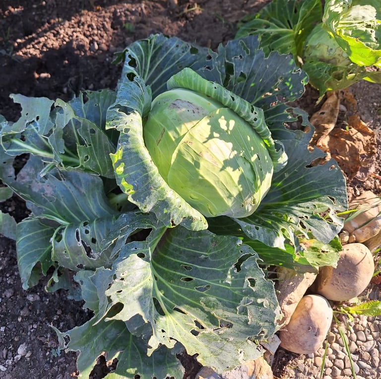 a Cabbage plant with multiple large leaves