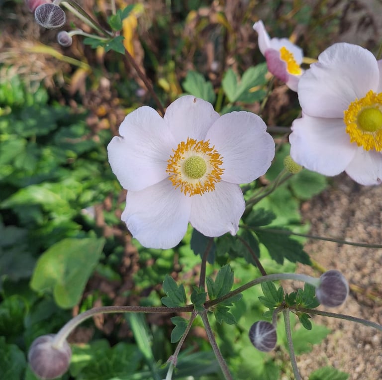 white Rockrose flowers in a dry and shady garden