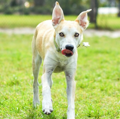 A puppy dog looking at the camera standing on grass