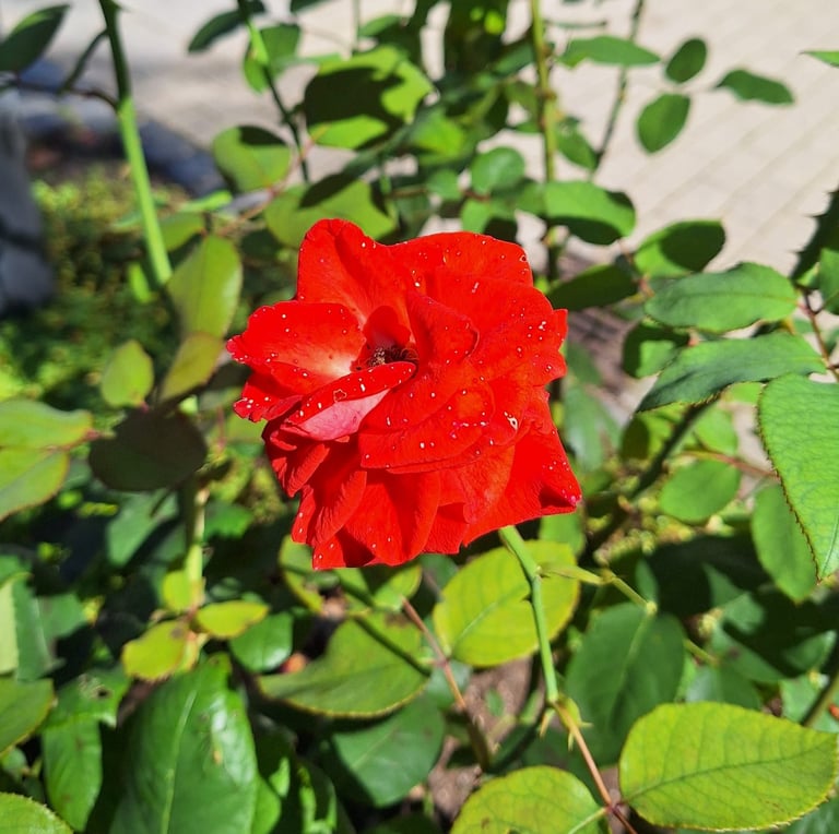 a leafy Rose bush with one red Rose in full sun