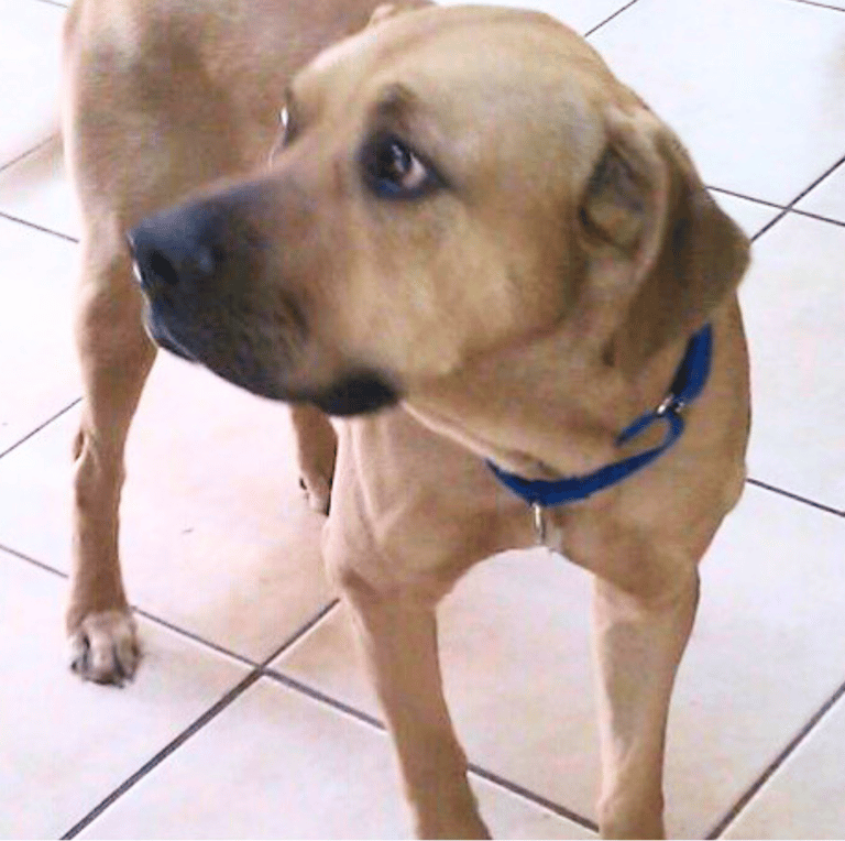 Balou fearful dog prior to behavior modification
