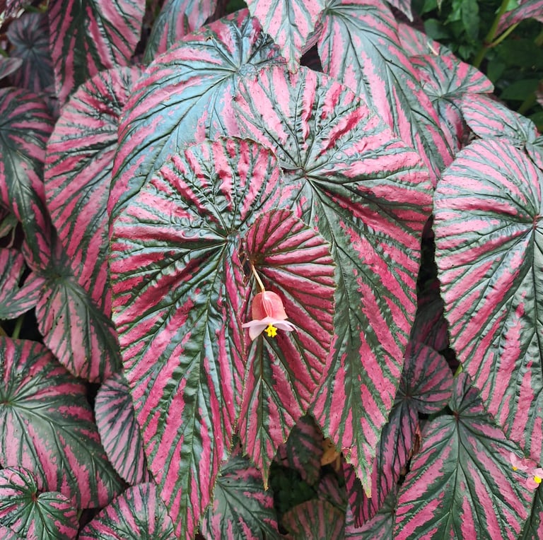 a colorful Begonias Plant with big leaves in shade