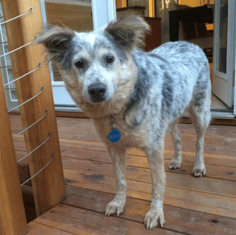 Bailey fearful dog gaining courage in her foster home