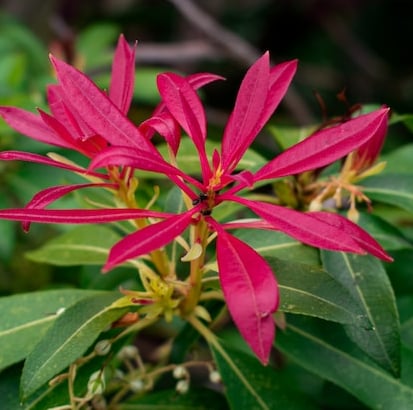 Pieris shade plant with red everegreen newgrown leaves