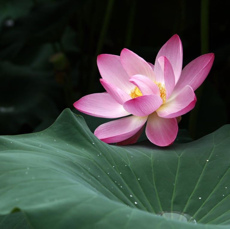 a pink lotus flower on a leafy green plant