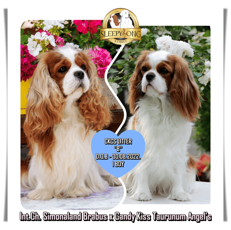 Sleepysong Cavaliers Litter ''B'' announcement add