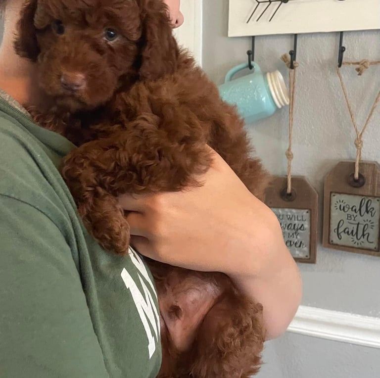 a woman holding a brown puppy puppy in her arms