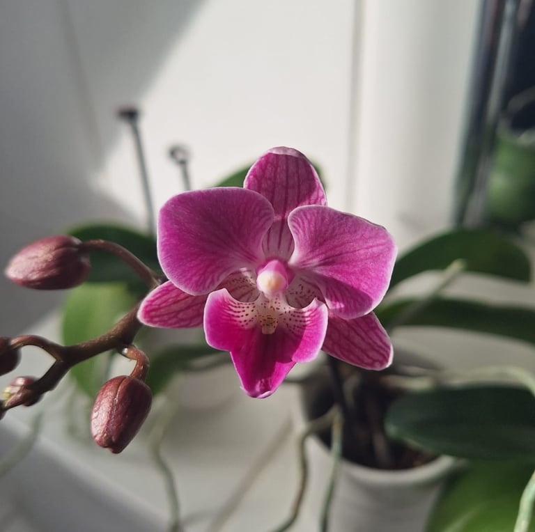 one pink Orchid