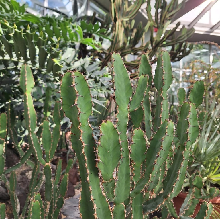 bright green Candelabra Cactus plants