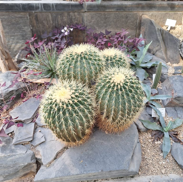 four Barrel Cacti with yellow spines