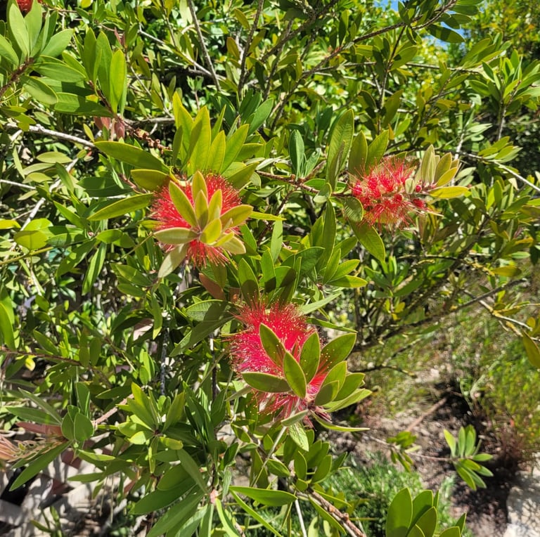 leafy Bottlebrush bush with red flowers in full sun