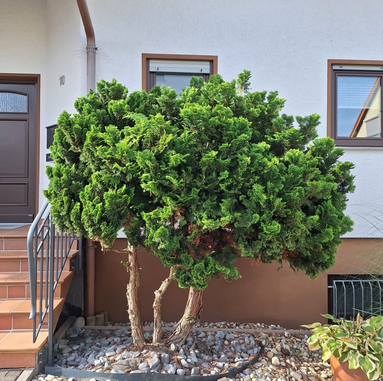 a small green Dwarf Hinoki Cypress tree