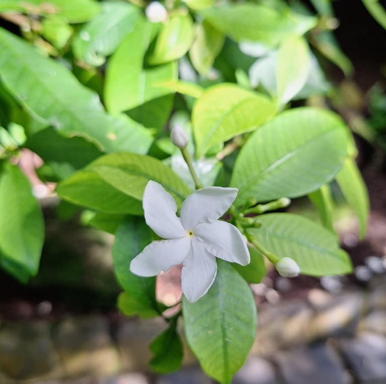 one garden plant with the correct plant care