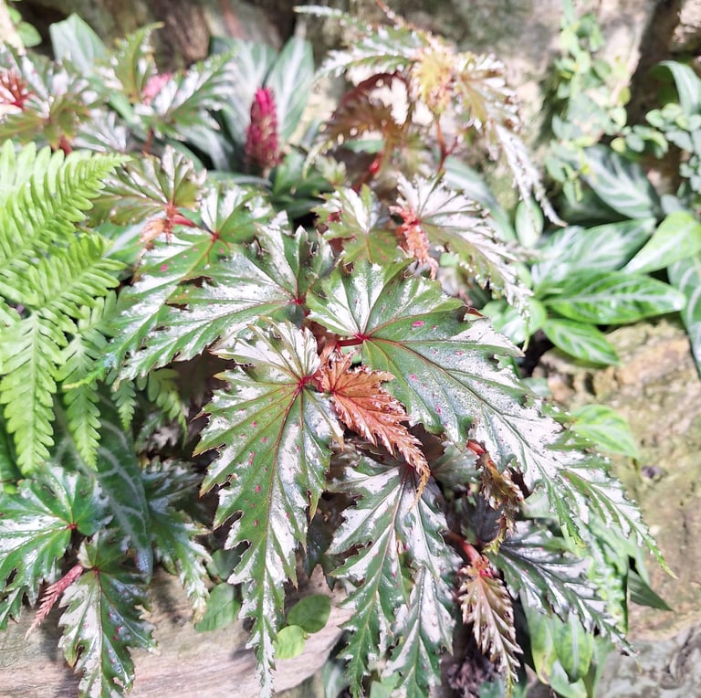 a leafy garden plant thriving in humid condition