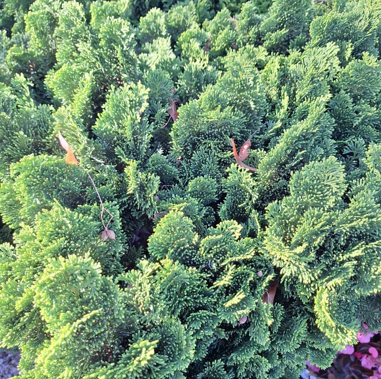an evergreen Chamaecyparis Obtusa bush