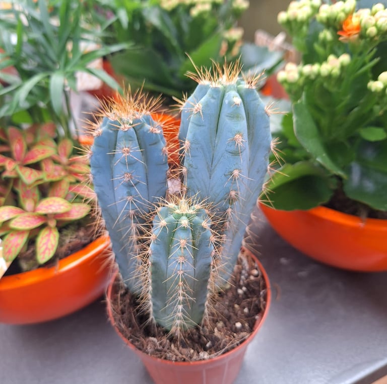 three Blue Flame Cacti growing together in a pod