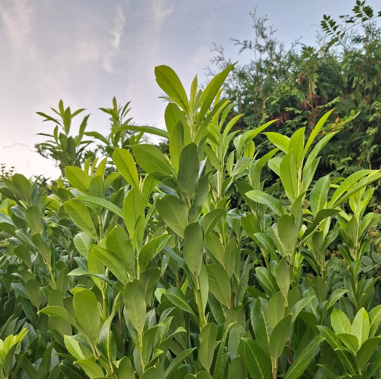 a low maintenance shrub with green leaves