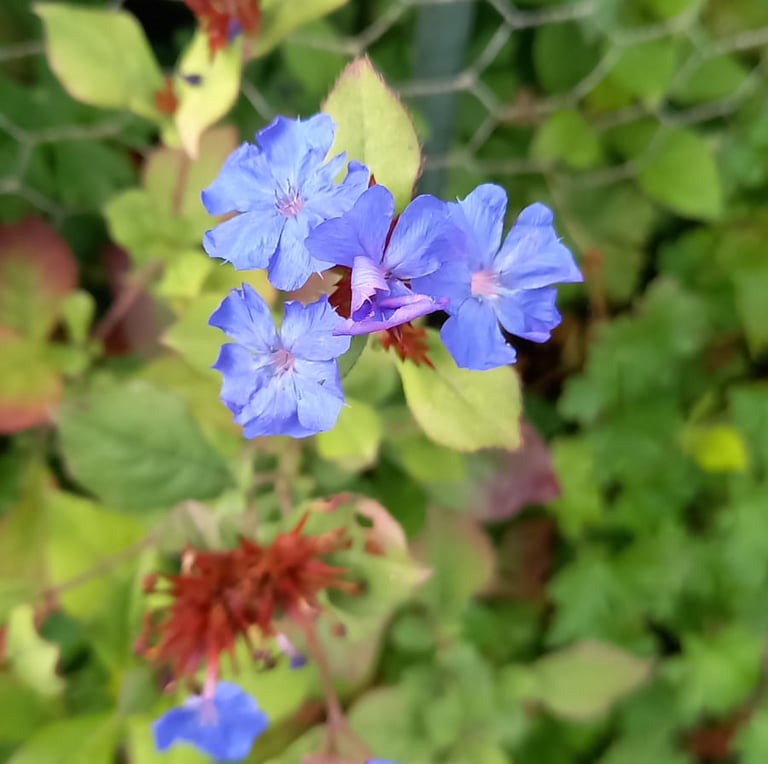 three Pulmonaria shade bush flowers colored blue