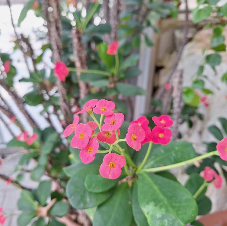 a lot of pink Himalayan Crown of Thorns flowers