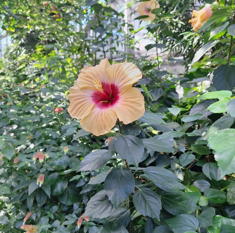 one Indonesian Hibiscus fower with red middle