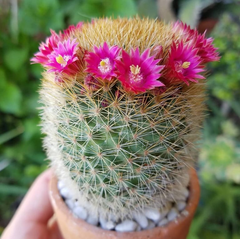 One flowering Crown Cactus in a pod