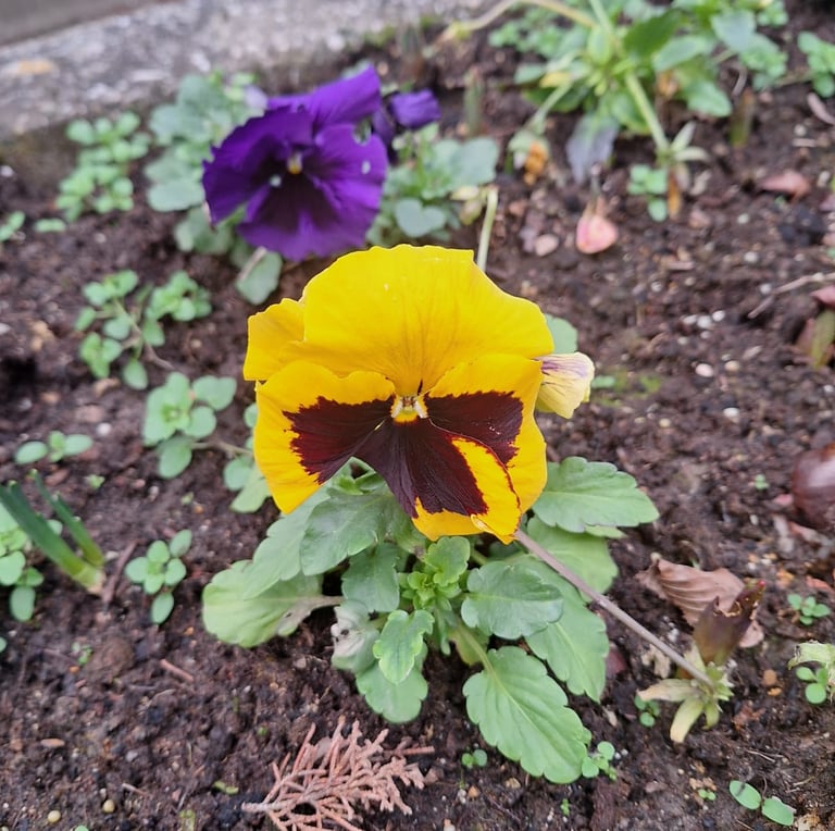a yellow pansy flower in shade
