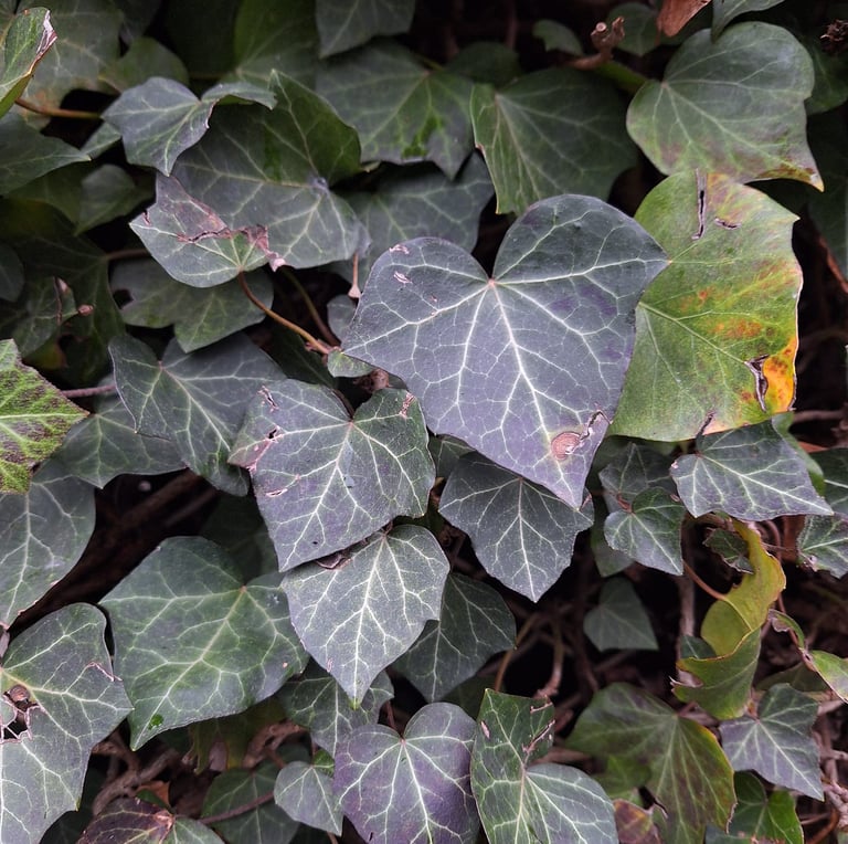 a dark green climbing plant in partial shde