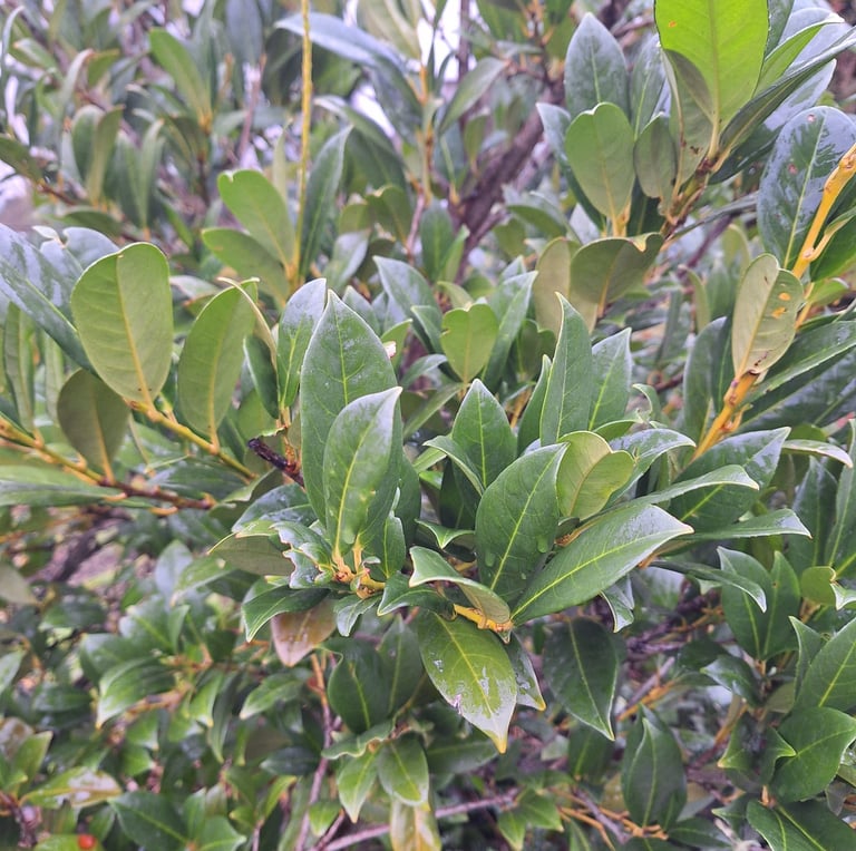 a leafy deer resistant shrub perfect for shade