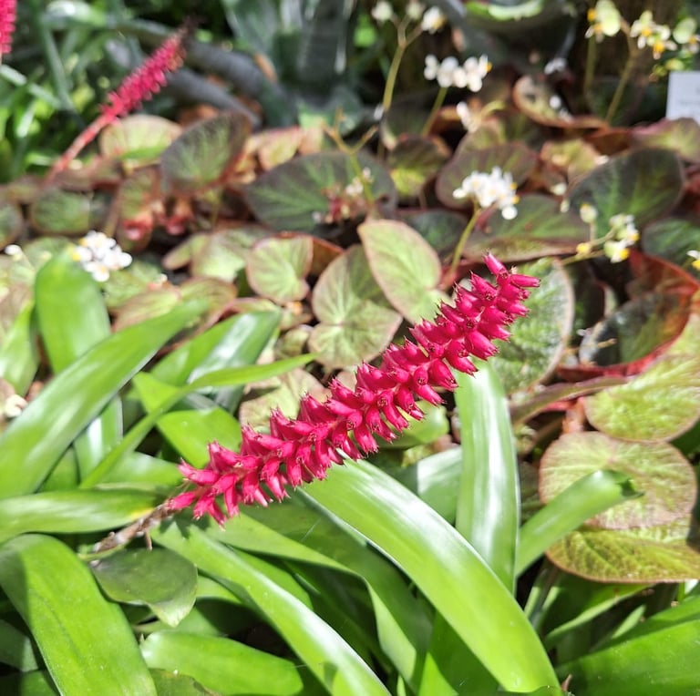 one long red flower named Matchstick Bromeliad
