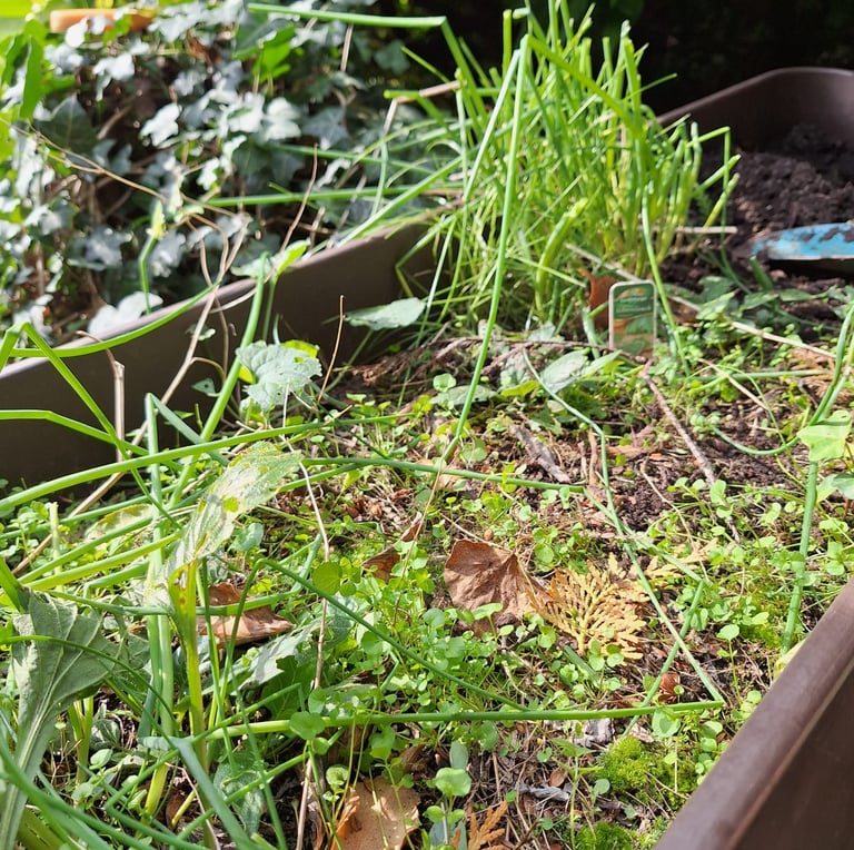 a flower bed full of weeds