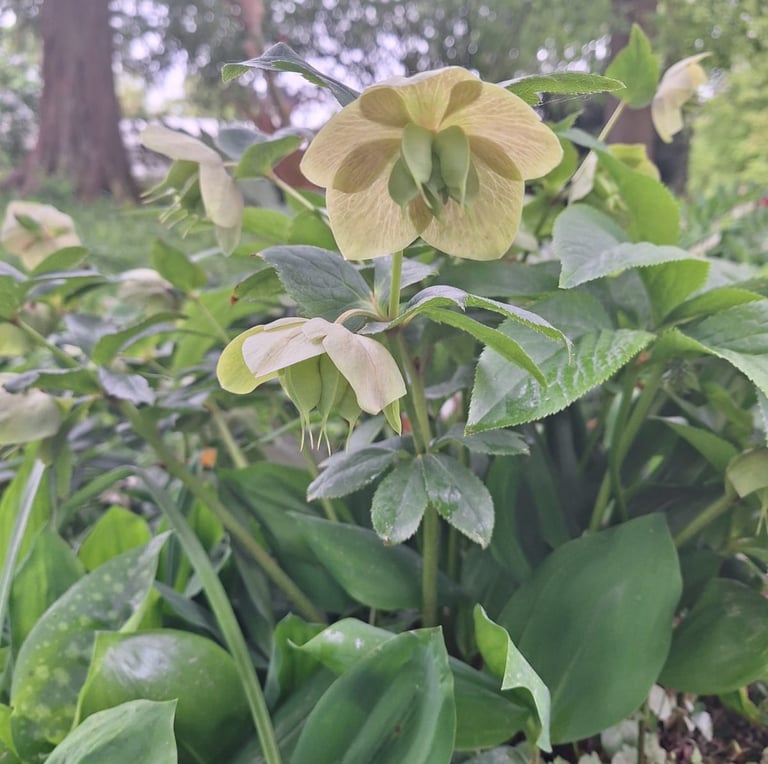a white Hellebore flower in a garden