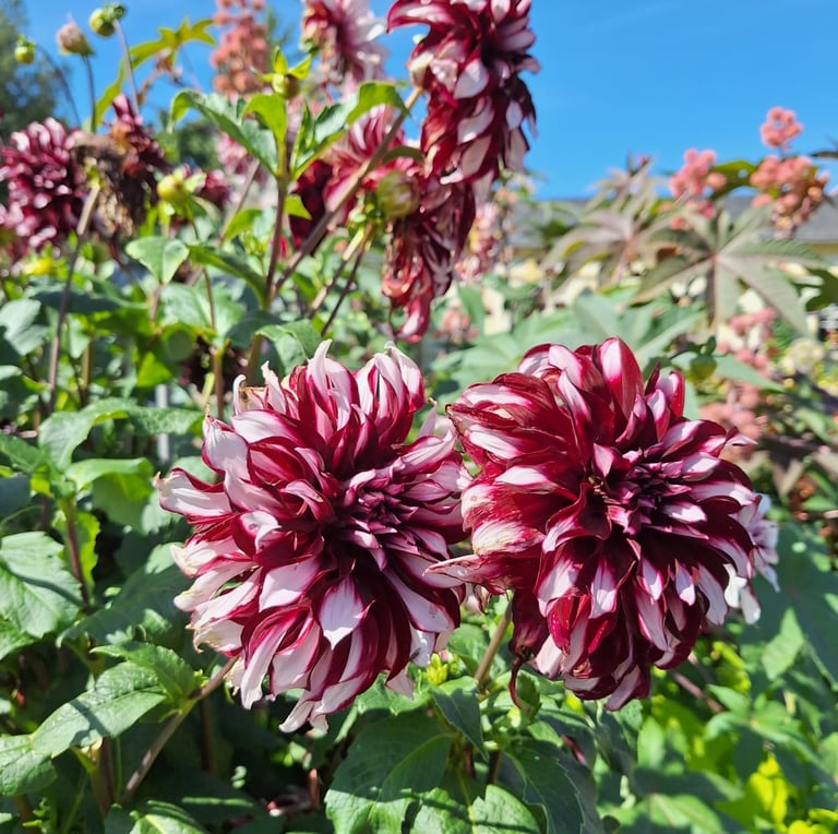 two white red Japanese Dahlias