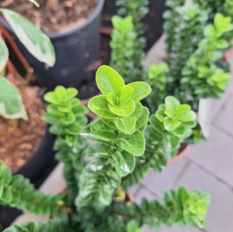 an Engish Boxwood with green leaves