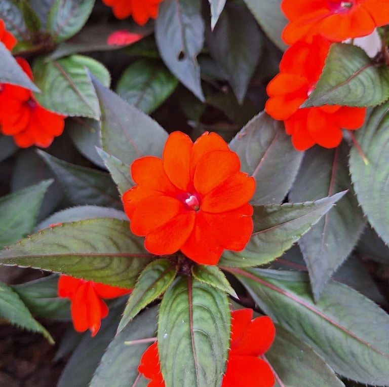 a red Impatiens flower in a full sun basket