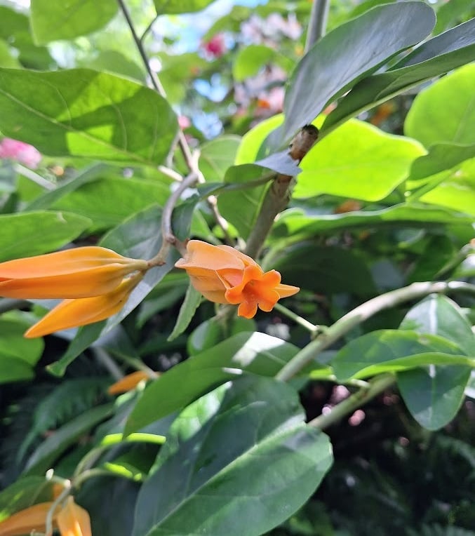 a leafy Cigar Flower Bush with orange flowers