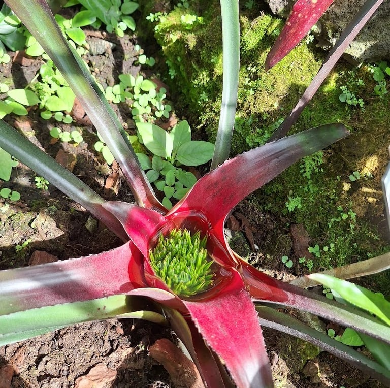 a South American plant in a rainforest