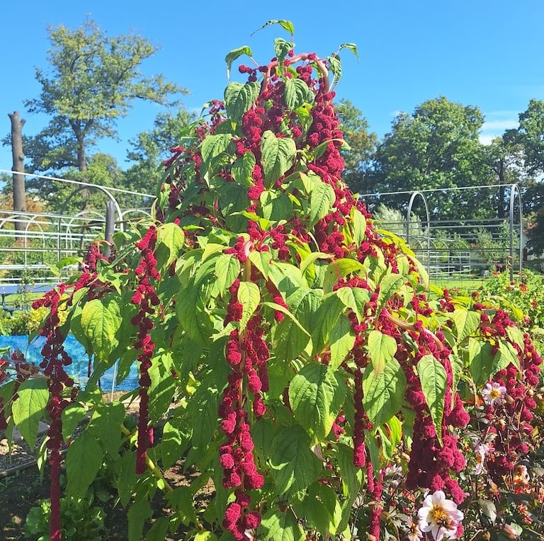a tall Amaranth plant with purple flowers