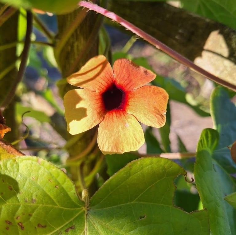 a Black Eyed Susan full sun flower for hanging baskets