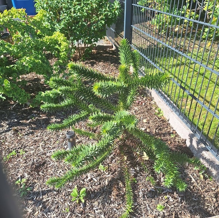 a Monkey Puzzle Tree in a South American garden