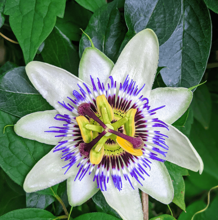 a South American plant called Passion Flower